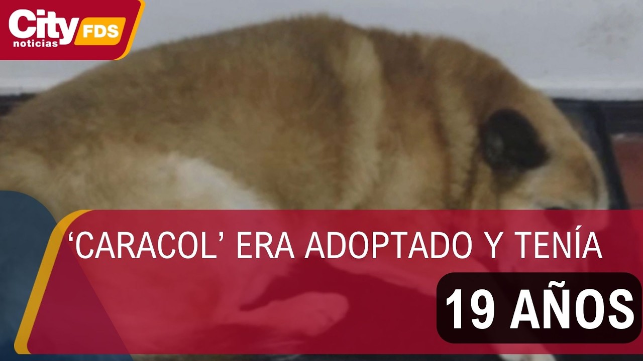 Indignación en Sibaté por muerte de perrito atropellado: el conductor se dio a la fuga | CityTv