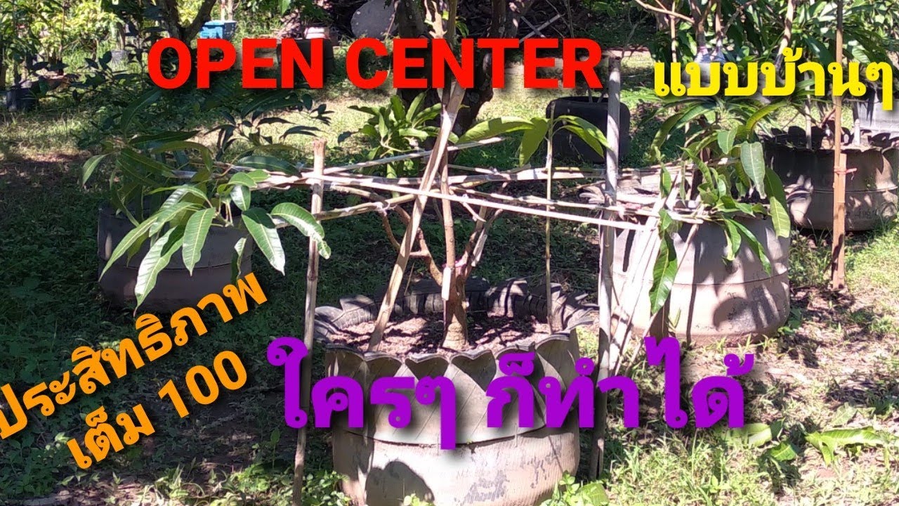 มะม่วงแต่งทรงพุ่มแบบ Open Center ด้วยอุปกรณ์บ้านๆ