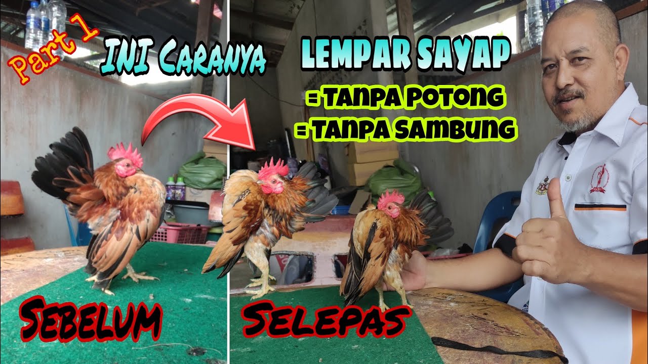 Teknik/Cara sayap lempar kehadapan ...!!!