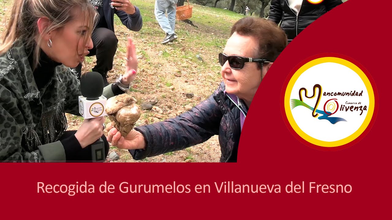 Recogida de Gurumelos en Villanueva del Fresno