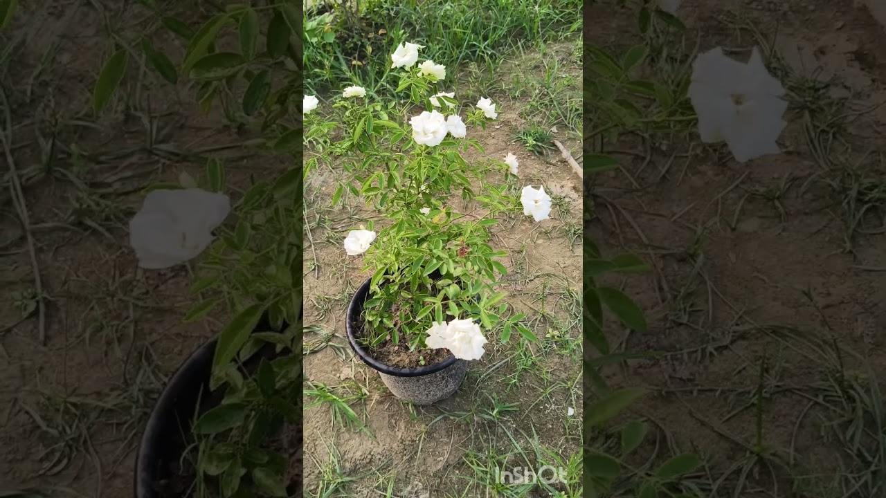 iceberg rose white 🐻&zwj;❄️ #khalsafarm #farming