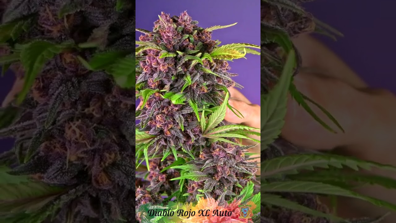 Diablo Rojo XL Auto&reg; - Sweet Seeds