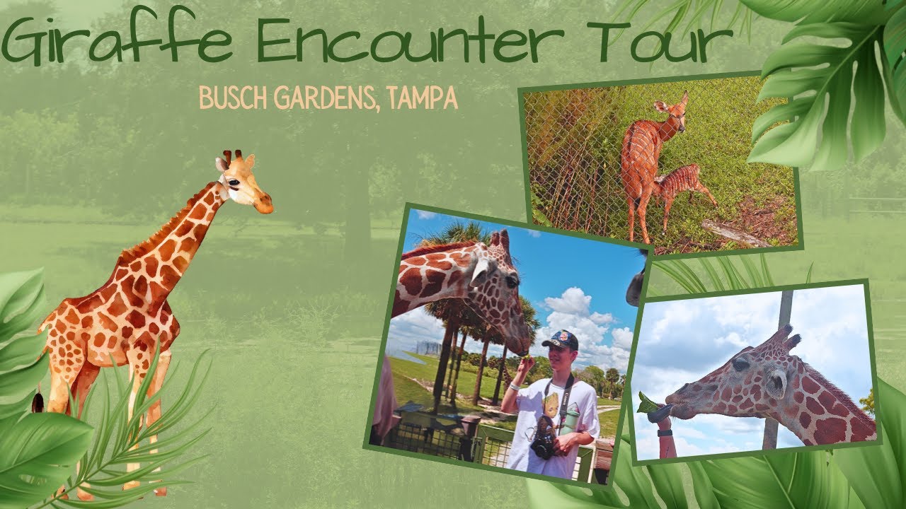 🦒 Giraffe Encounter Tour at Busch Gardens 🐾 We Fed Giraffes & It Got WILD! #animals   #travel