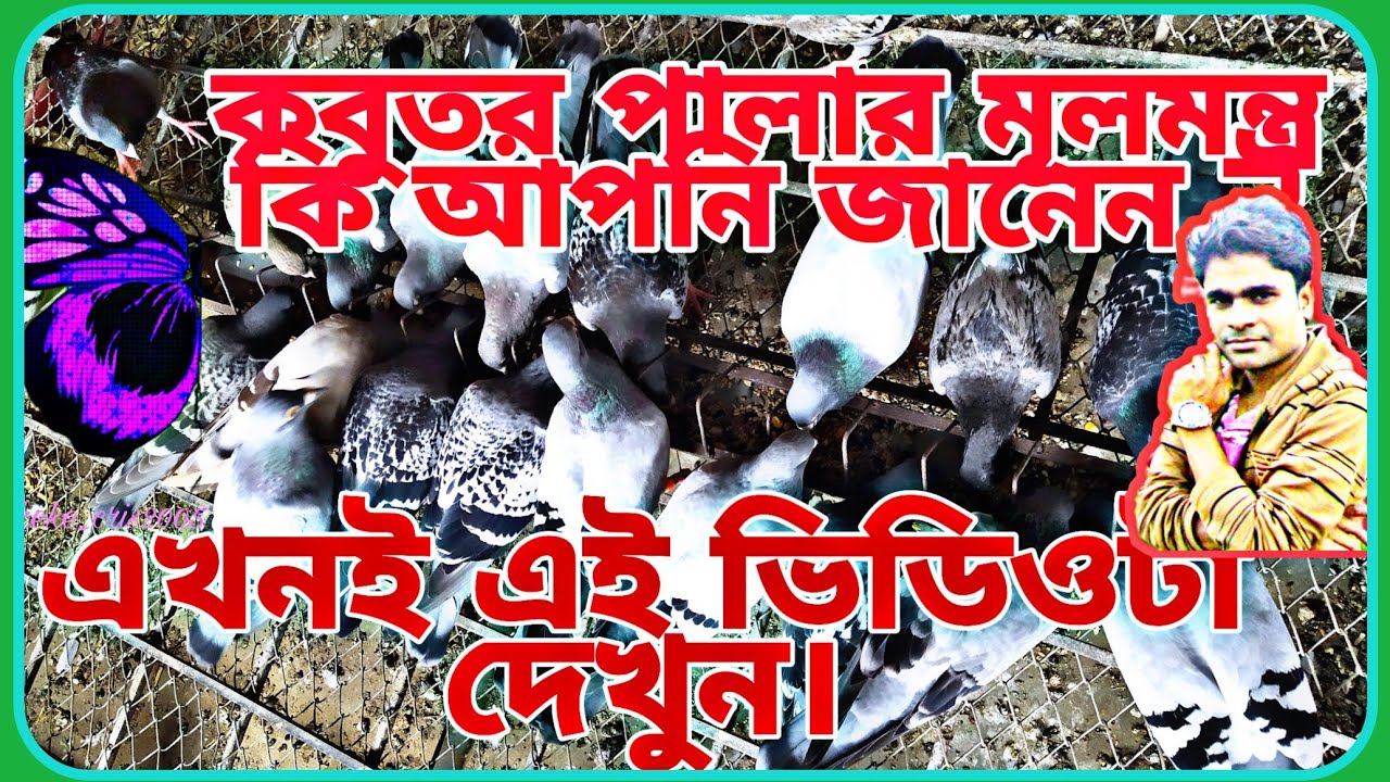 কবুতর পালার মূলমন্ত্র কি আপনি জানেন ? যে কথা আপনাকে কেউ বলবেনা /choncol media/kobter/Racer pigeon.