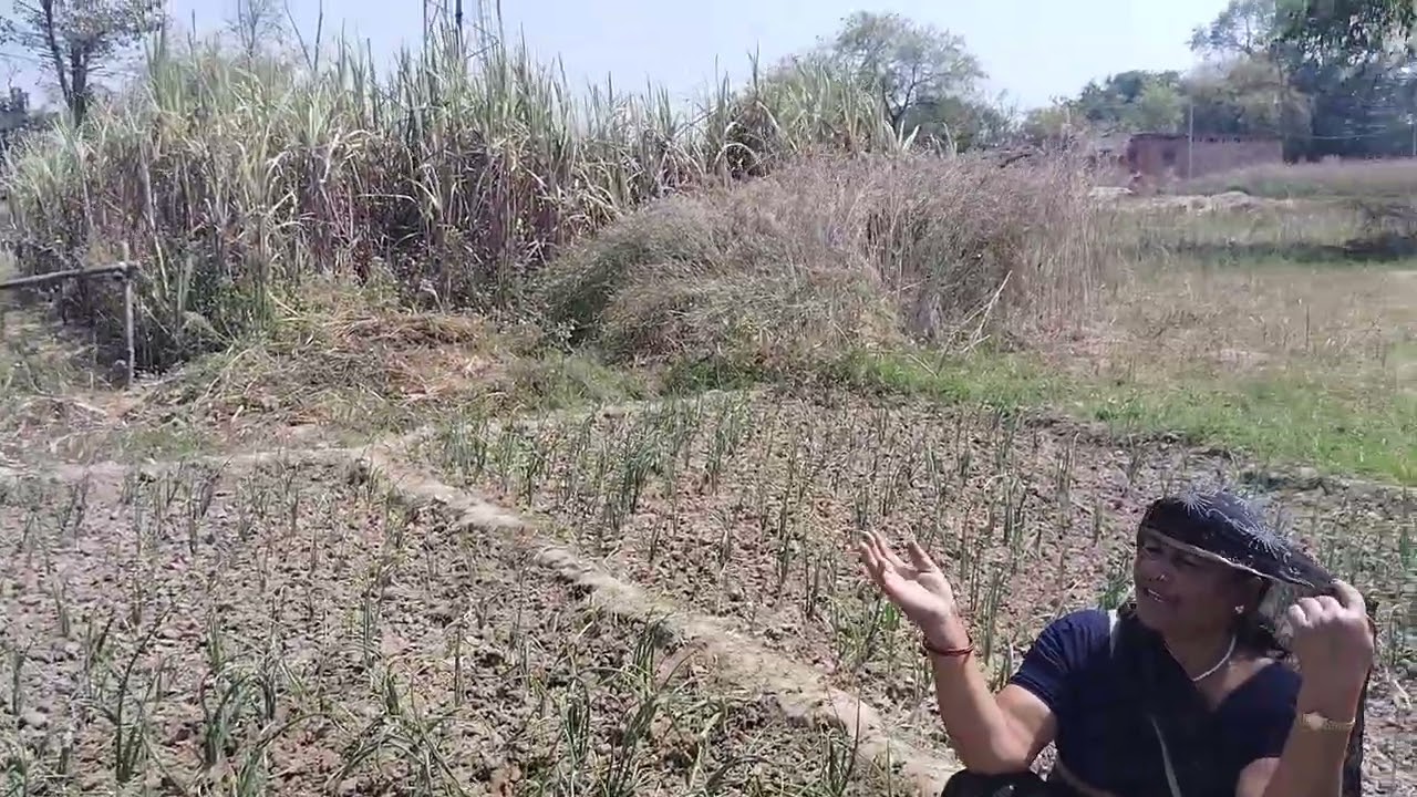 Aaj Subah Subah pyaj Ki Kadhai bhi ho rahi hai aur kheti Mein kya-kya Lagaye Hain Uska Bhi video