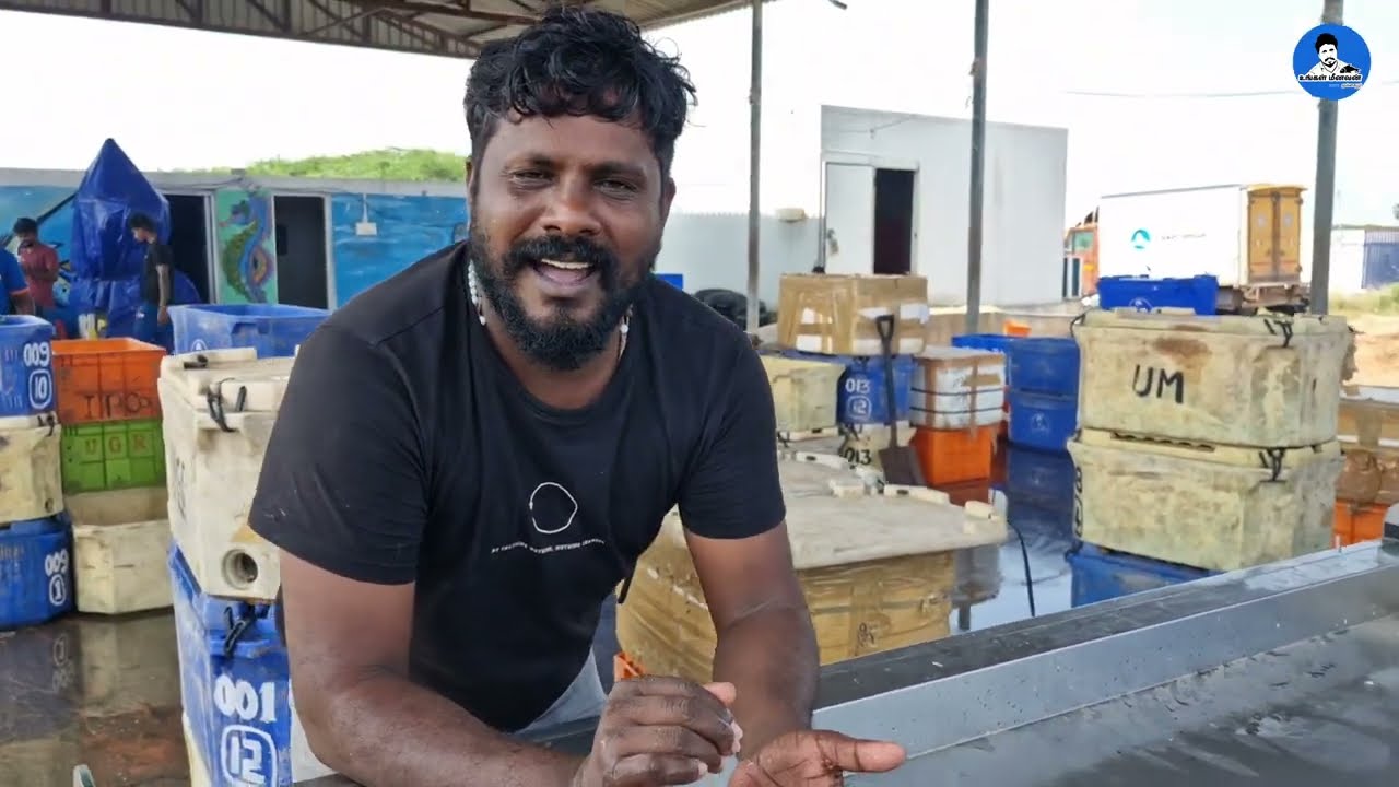 ஒரிஜினல் மத்தி எப்படி இருக்கும்