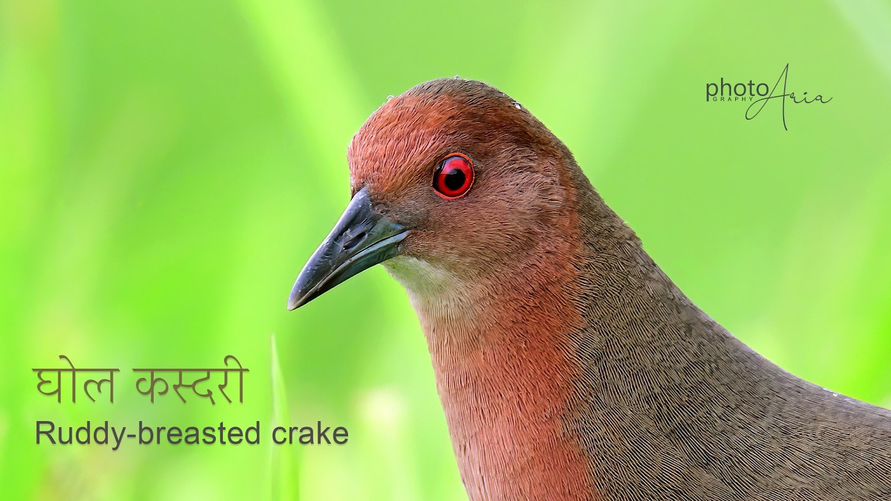 Discovering the Elusive Ruddy-breasted Crake: A Wetland Gem