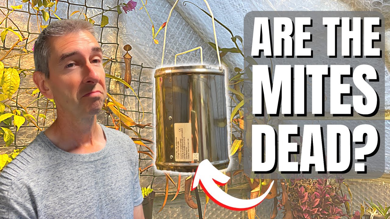 Did the 'Sulphur Hotbox' Eradicate the Mite & Thrips?  PLUS News & Tour!