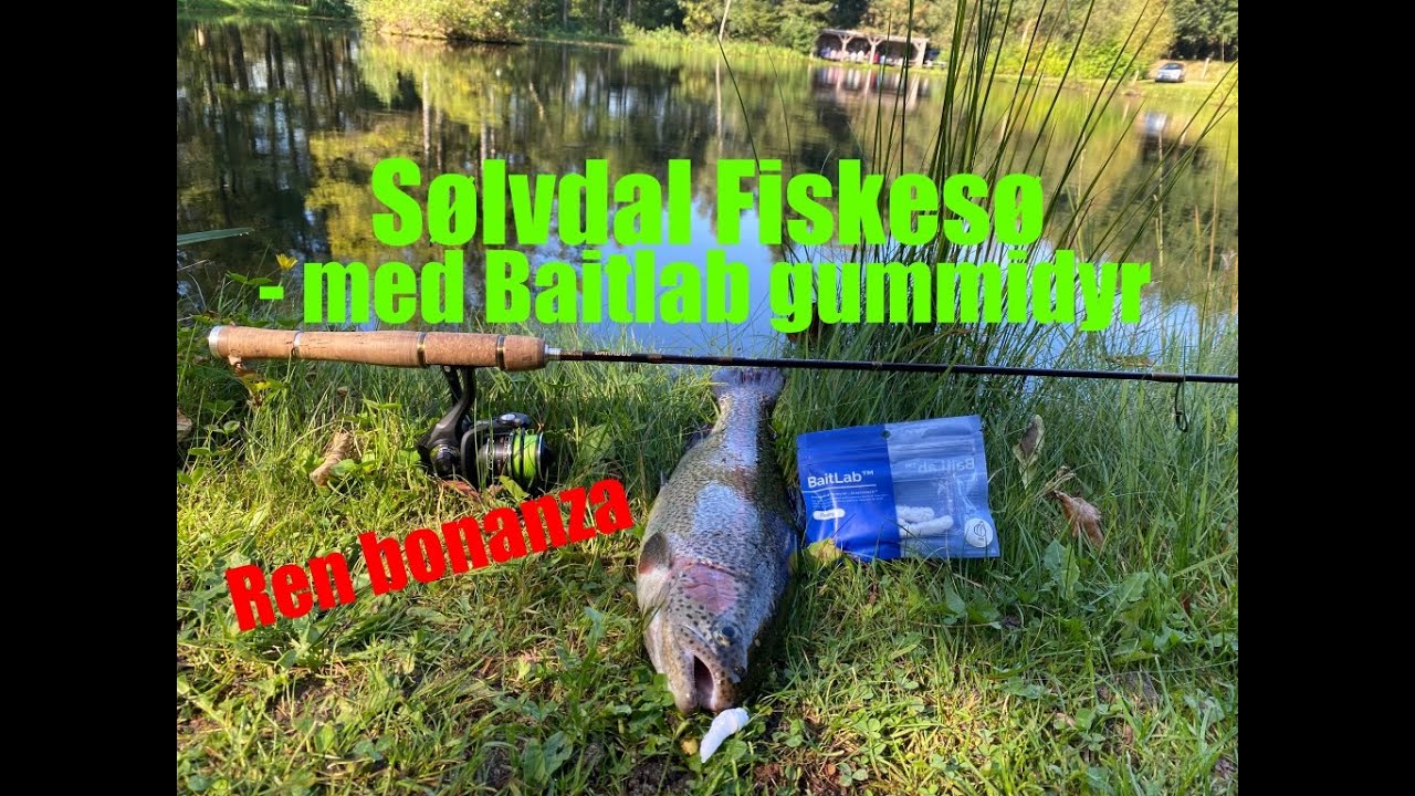 Sølvdal med Hvide larver fra Baitlab