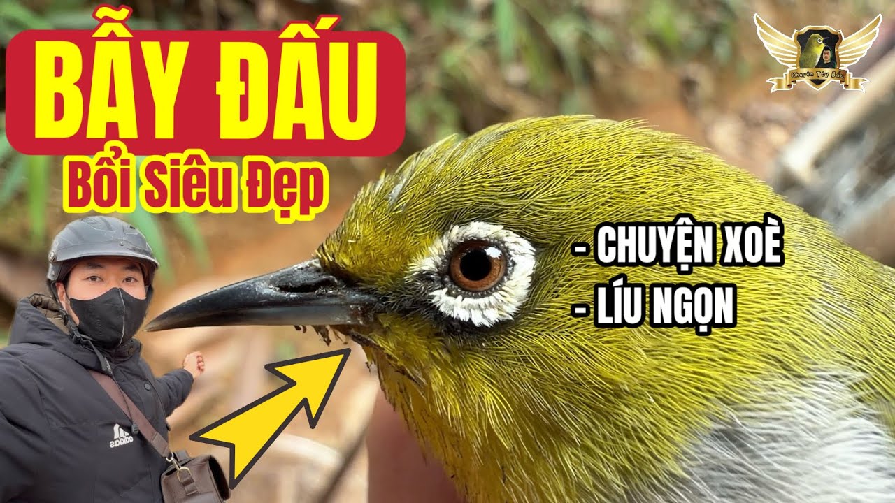 Bẫy Con Khuyên Chuyện Xoè Líu Ngọn Cây - Quát Mồi Tiểu Toàn Phong Như Con - Bộ Mái Quá Đẹp | KTB