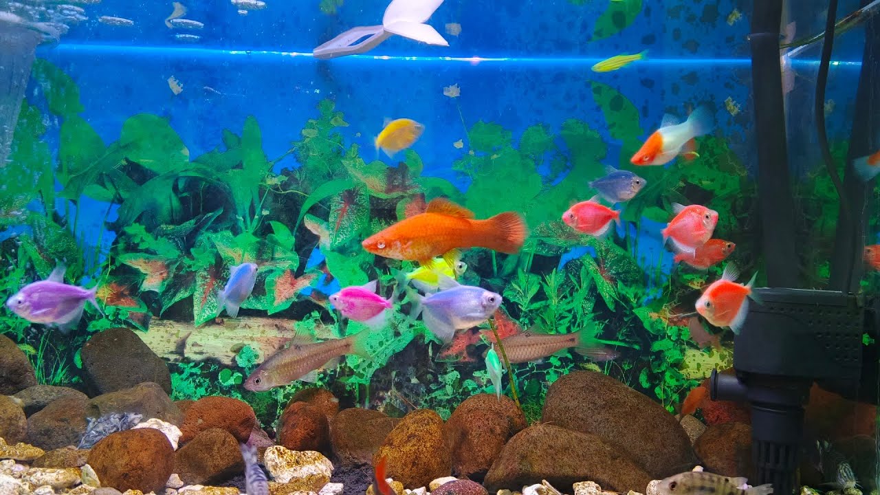 therapy looking at colorful fish makes your mind calm