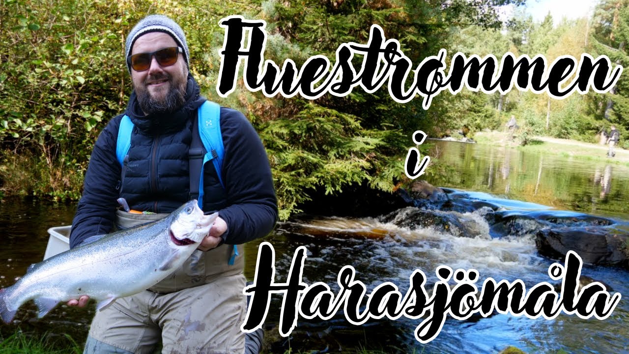 Fluestrømmen i Harasjömåla
