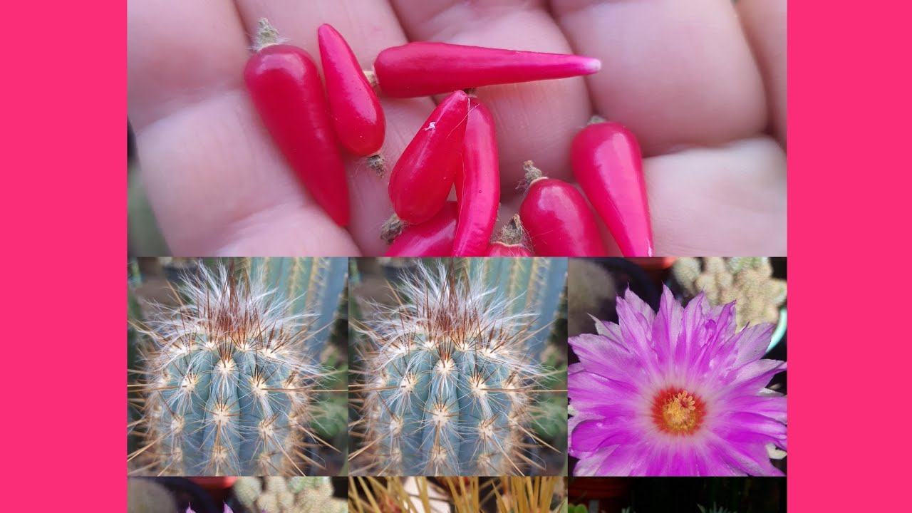 Thelocactus Bicolor e mammilarias com Lindas Flores: 