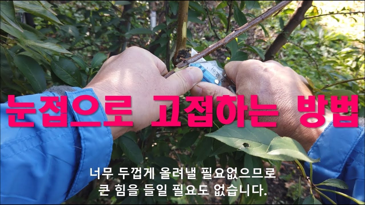 눈접으로 고접하는 방법 및 눈접의 성공 포인트