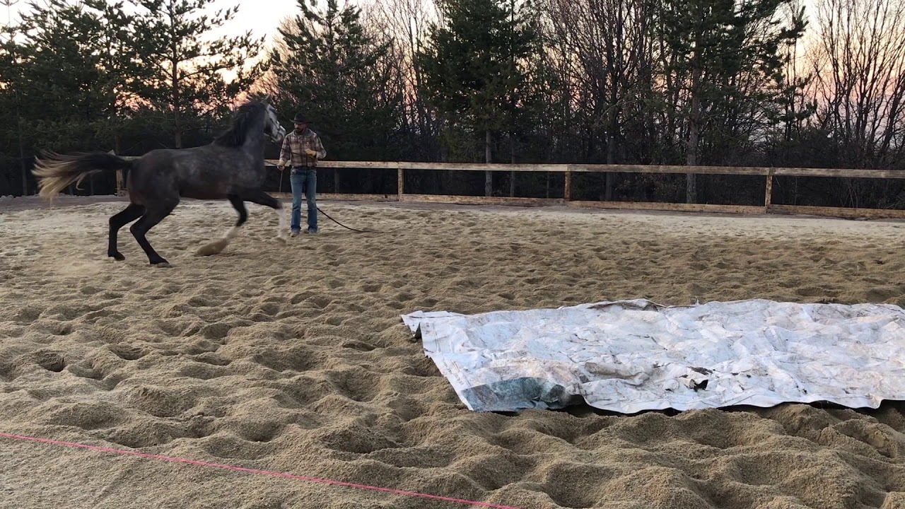 Coltstarting | Problem Horse | Horsetraining