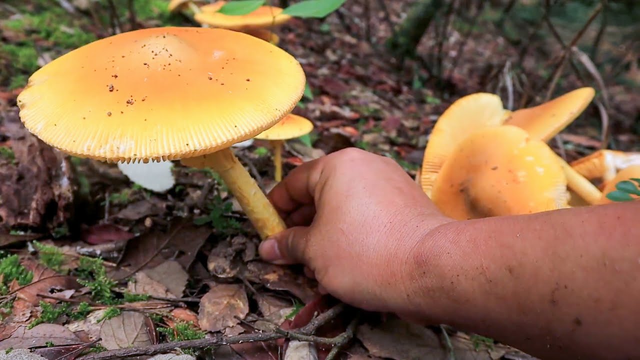 阿飞今天发现金色菌窝子