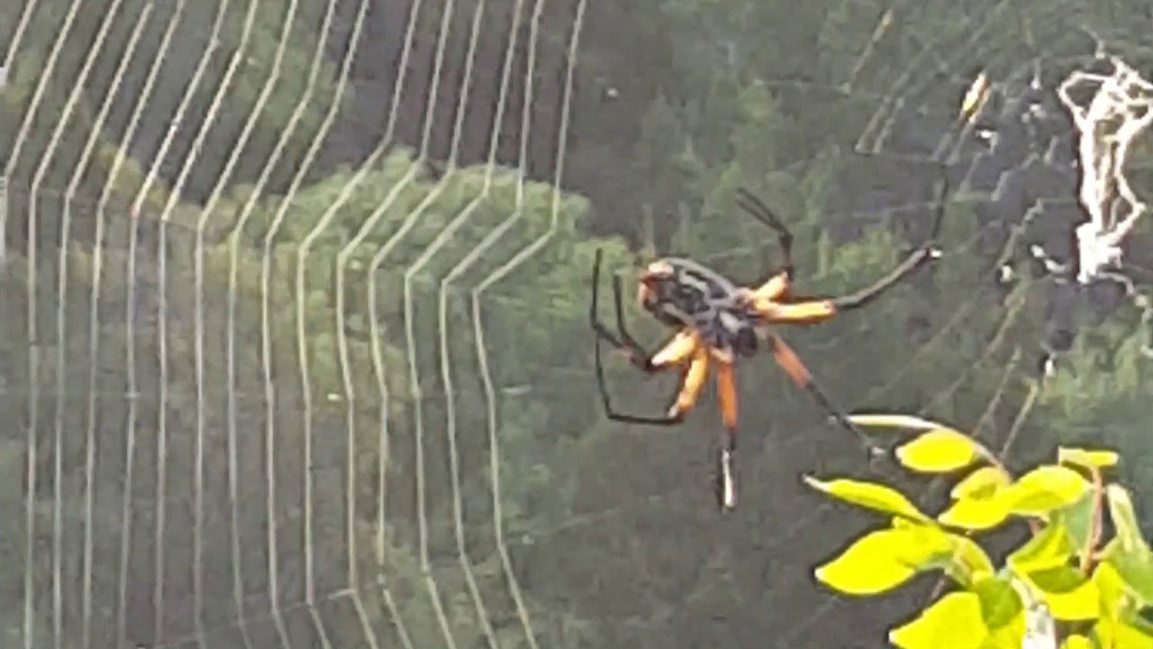 Golden Orb Weaver Spider