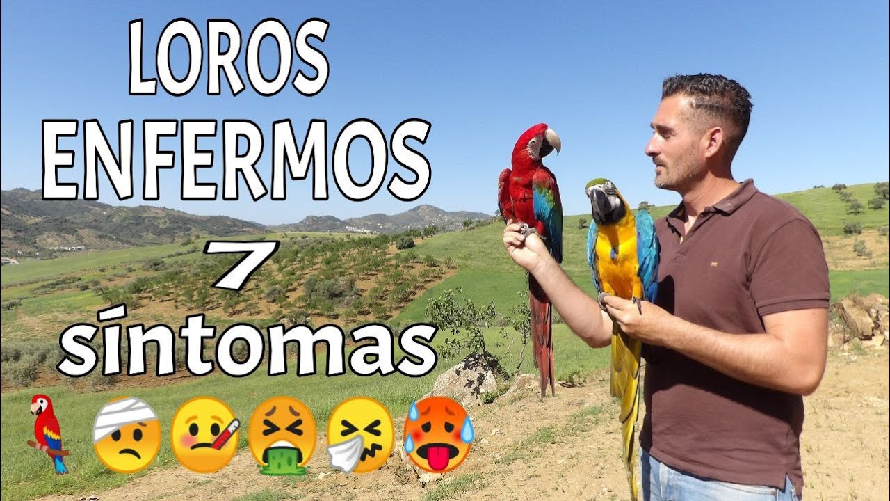 SÍNTOMAS DE LOROS ENFERMOS 😰 ,ENFERMEDADES DE LOROS (REMEDIOS,TRATAMIENTOS,CUIDADOS....)