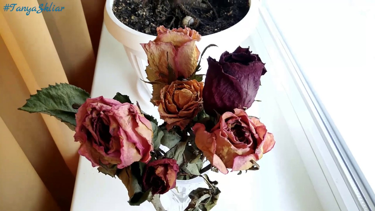 КАК ЗАСУШИТЬ ЖИВЫЕ ЦВЕТЫ ДОМА / Розы / HOW TO DRY LIVING FLOWERS