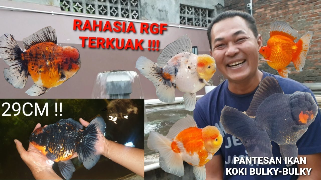 PANTESAN IKANNYA GEDE SEMUA, JADI INI RAHASIA IKAN KOKI GENDUT DAN BULKY ALA REZA GOLDFISH FARM !!!