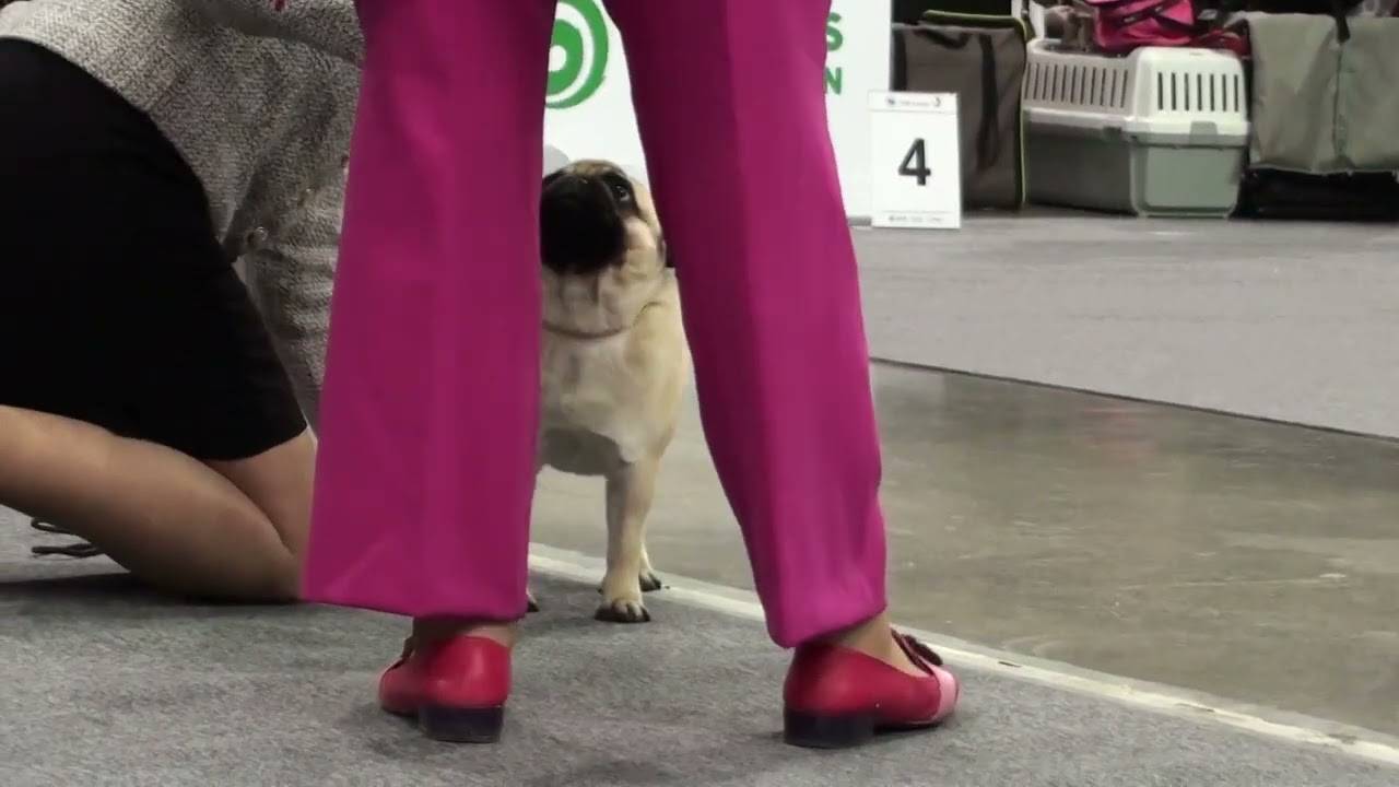 Mopsy - CACIB Katowice 2026