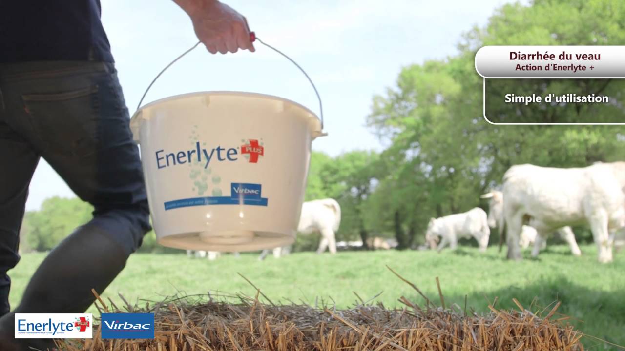 R&eacute;hydratation orale du veau avec Enerlyte plus Virbac