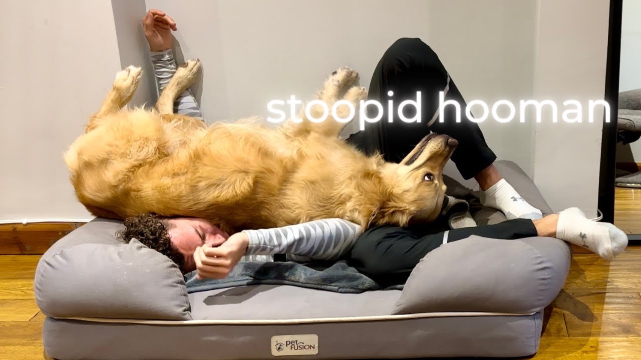 Stealing My Dogs Bed | HILARIOUS REACTION