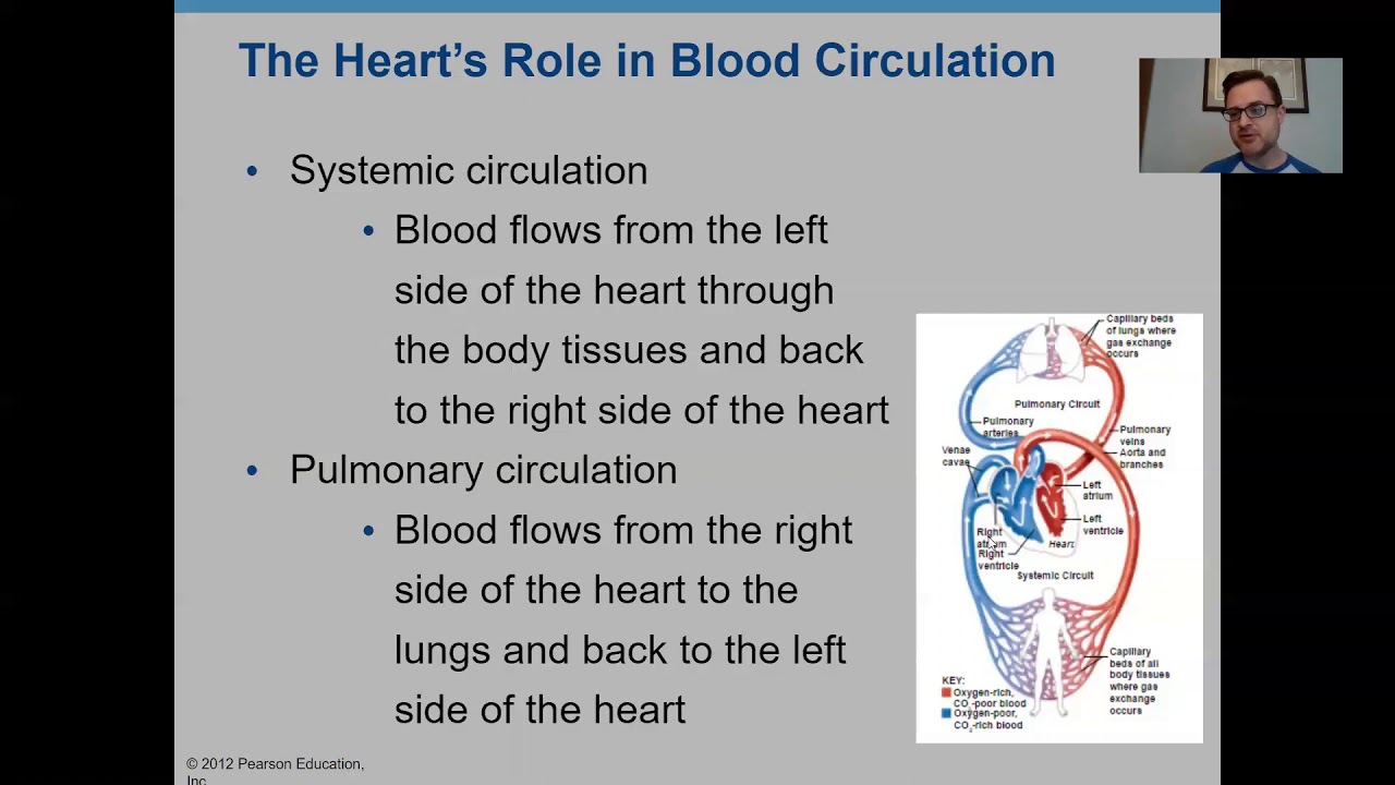 Anatomy Chapter 11 (The Cardiovascular System)