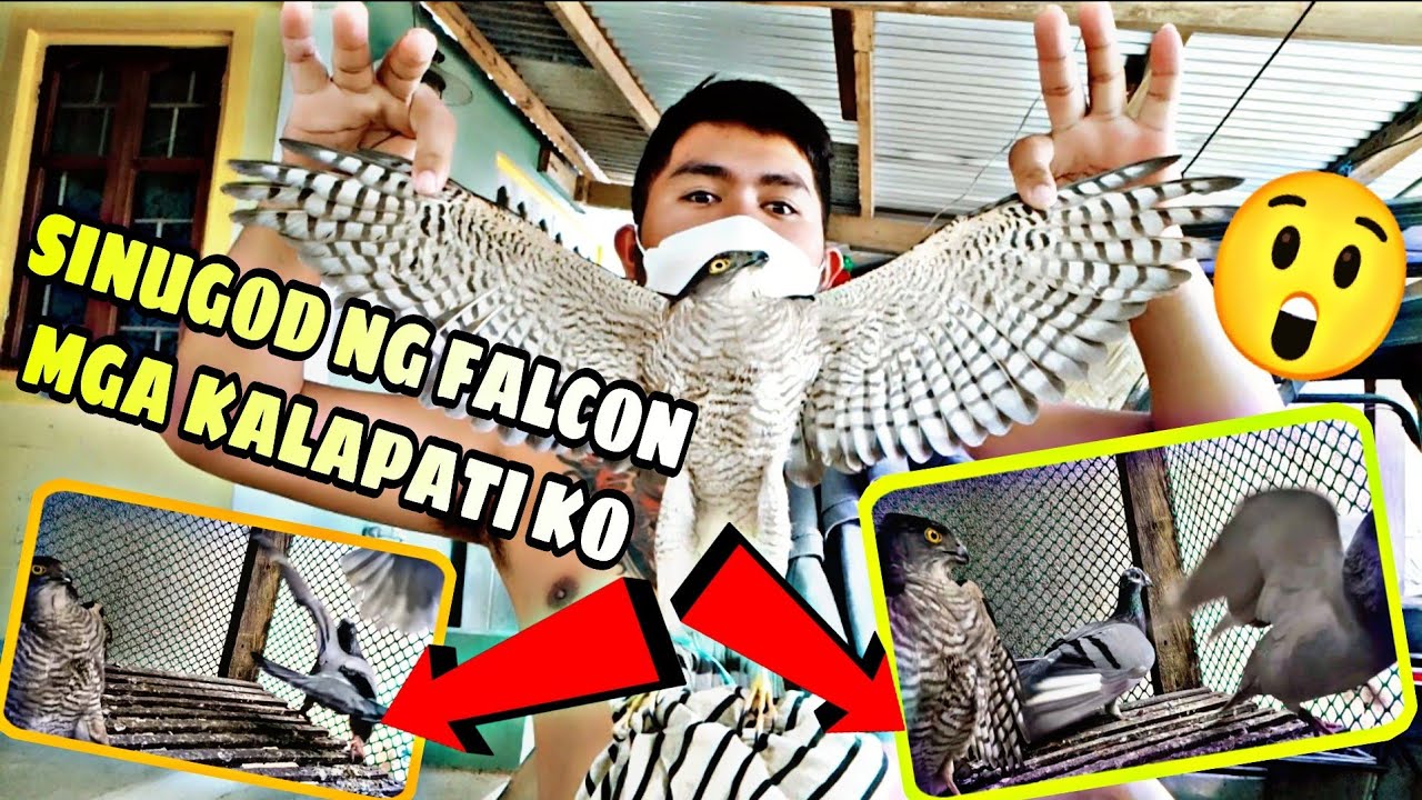 GRABENG FALCON SINUGOD MGA KALAPATI KO😲😲 kuya mosh vlogs