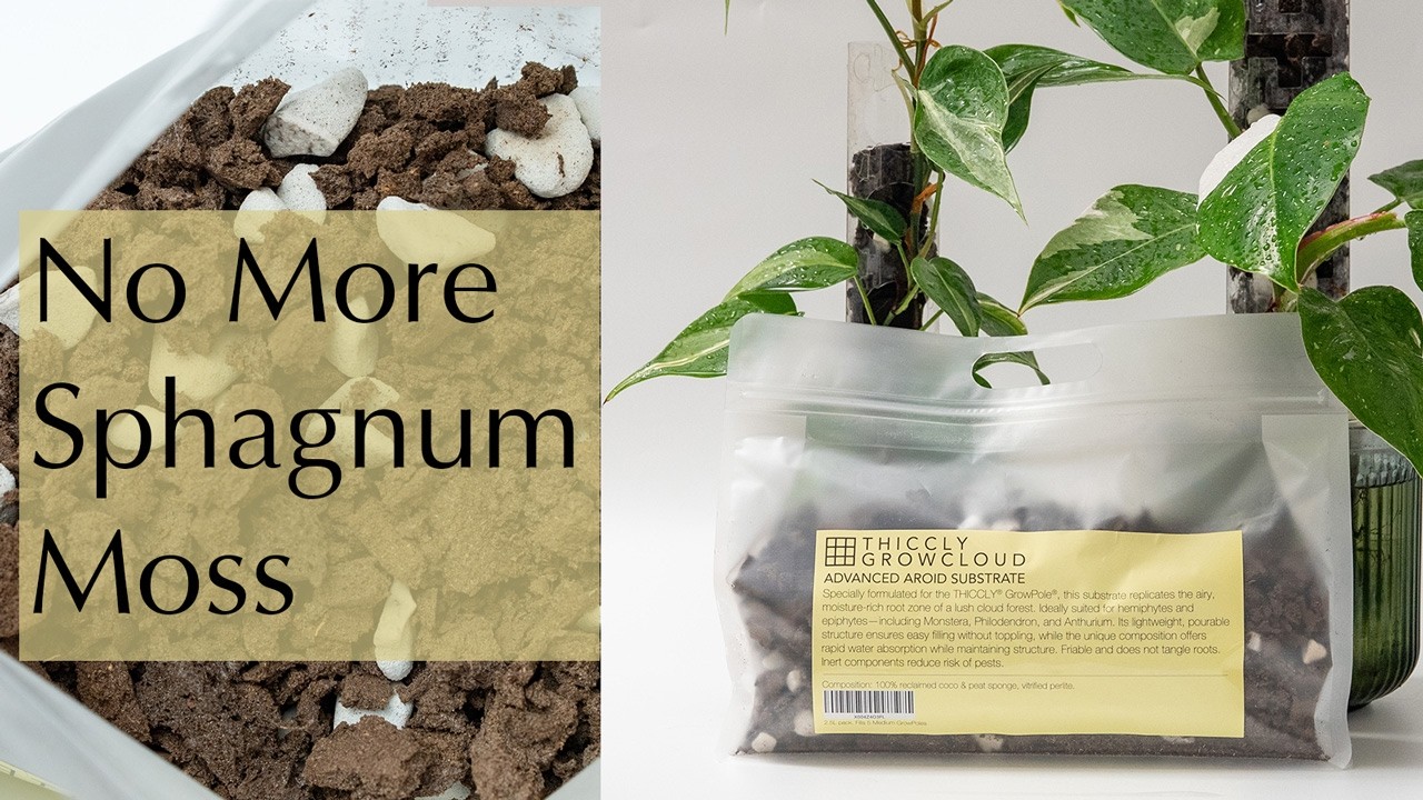 THICCLY GrowCloud - forget sphagnum moss. This is what you want for 