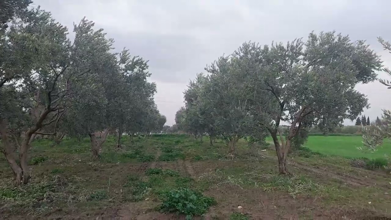 Zeytin bahçesi bakır uygulaması yapıldı