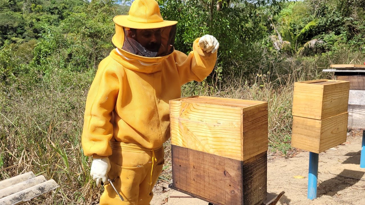 Colocando o SOBRE NÚCLEO /Abelha apis
