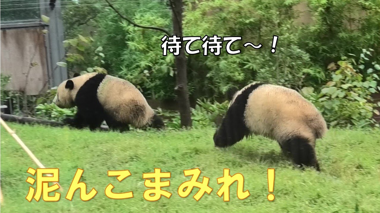 10/6双子パンダ雨の中で大暴れ！泥んこまみれになっちゃった💦giantpanda @tokyo 上野動物園