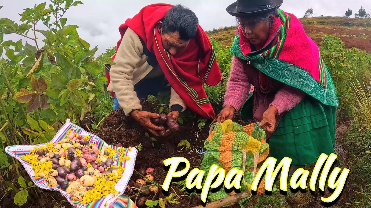 Así sacamos las PRIMERAS PAPAS de la Chacra (Papa Mally) fe, devoción y agradecimiento.
