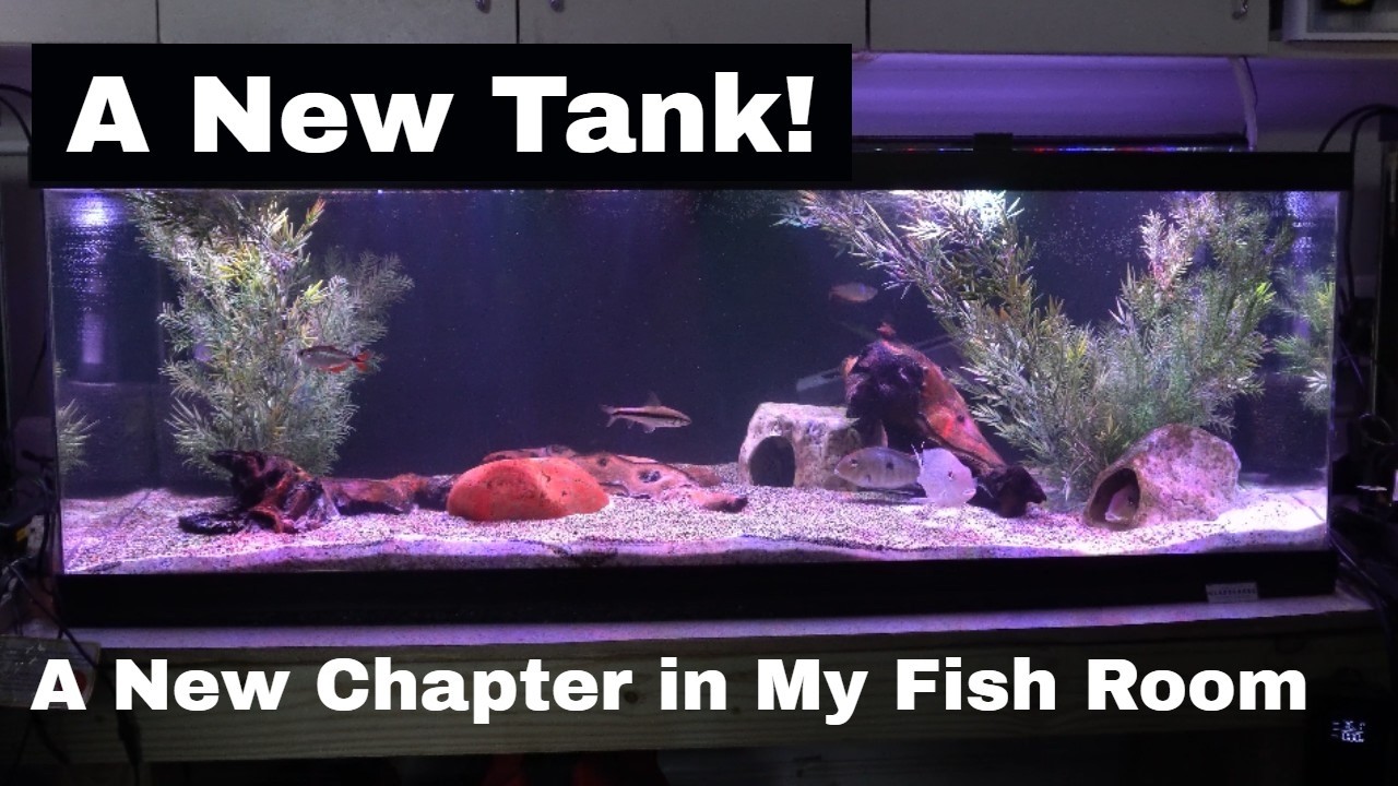 Fish Room Update - DISCUS, a NEW TANK & More!