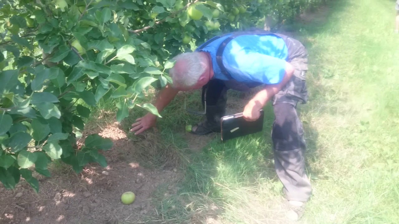 Theilmann-Landtechnik Rollhacke und Fingerhacke im Obstbau Teil 4 Resultat