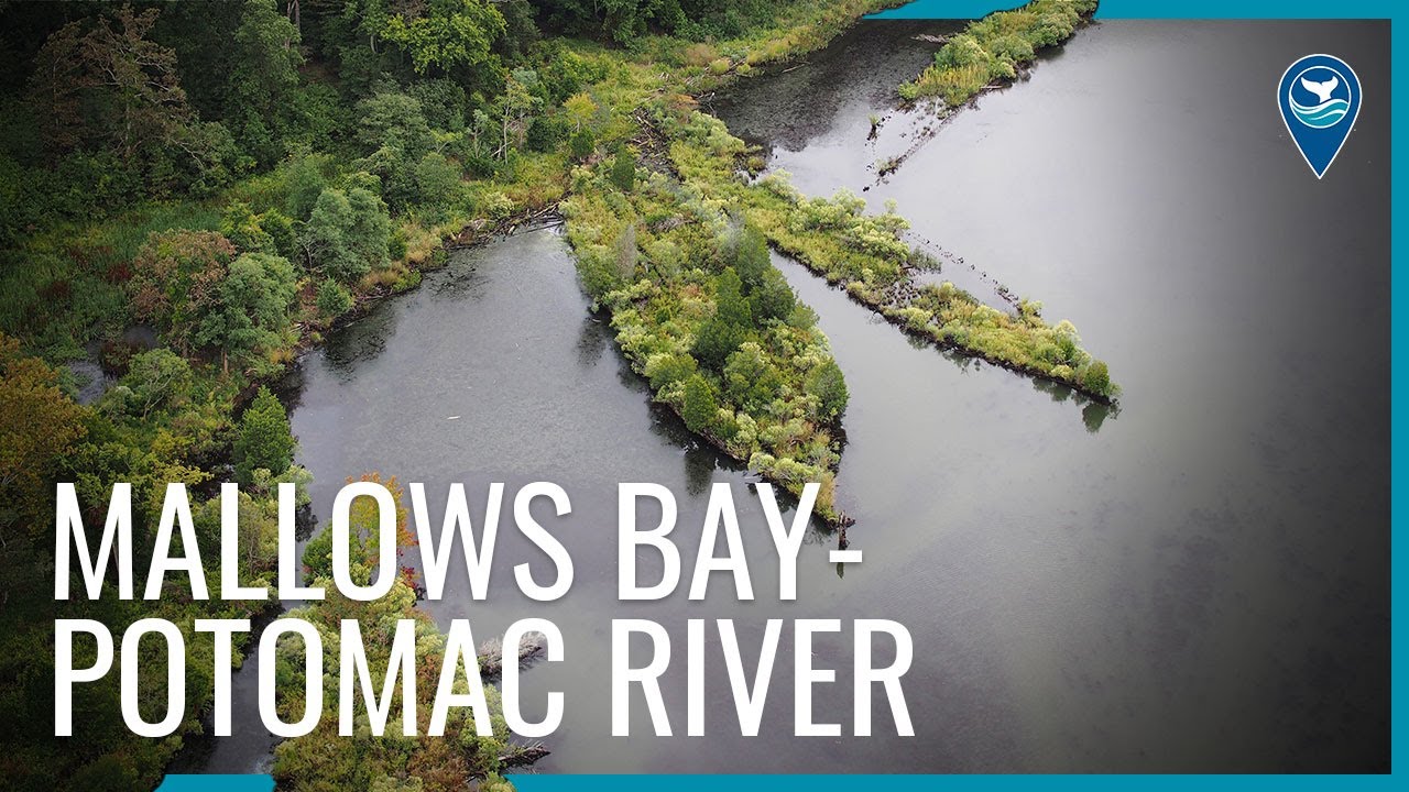 Mallows Bay-Potomac River National Marine Sanctuary