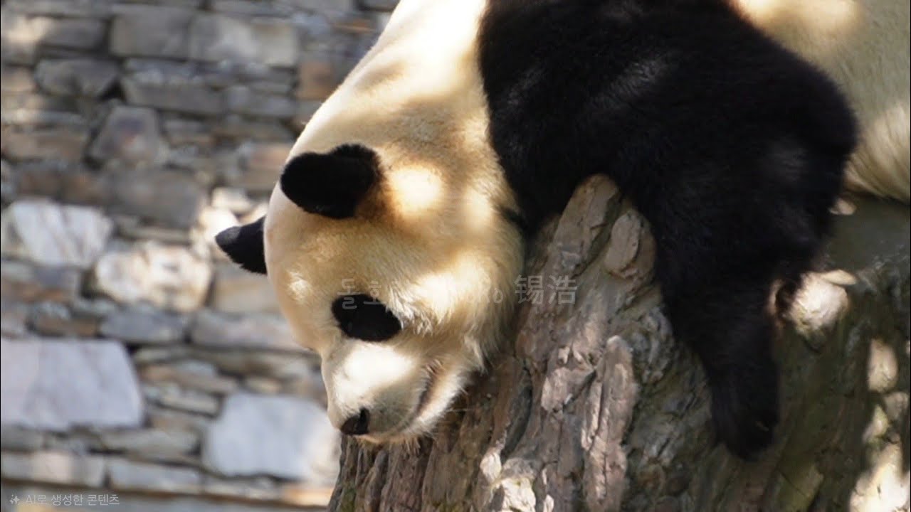 푸야는 귀도 하트네요...!?❤️❤️ | 2월 20일 오전(푸바오 실시간) Panda Fubao