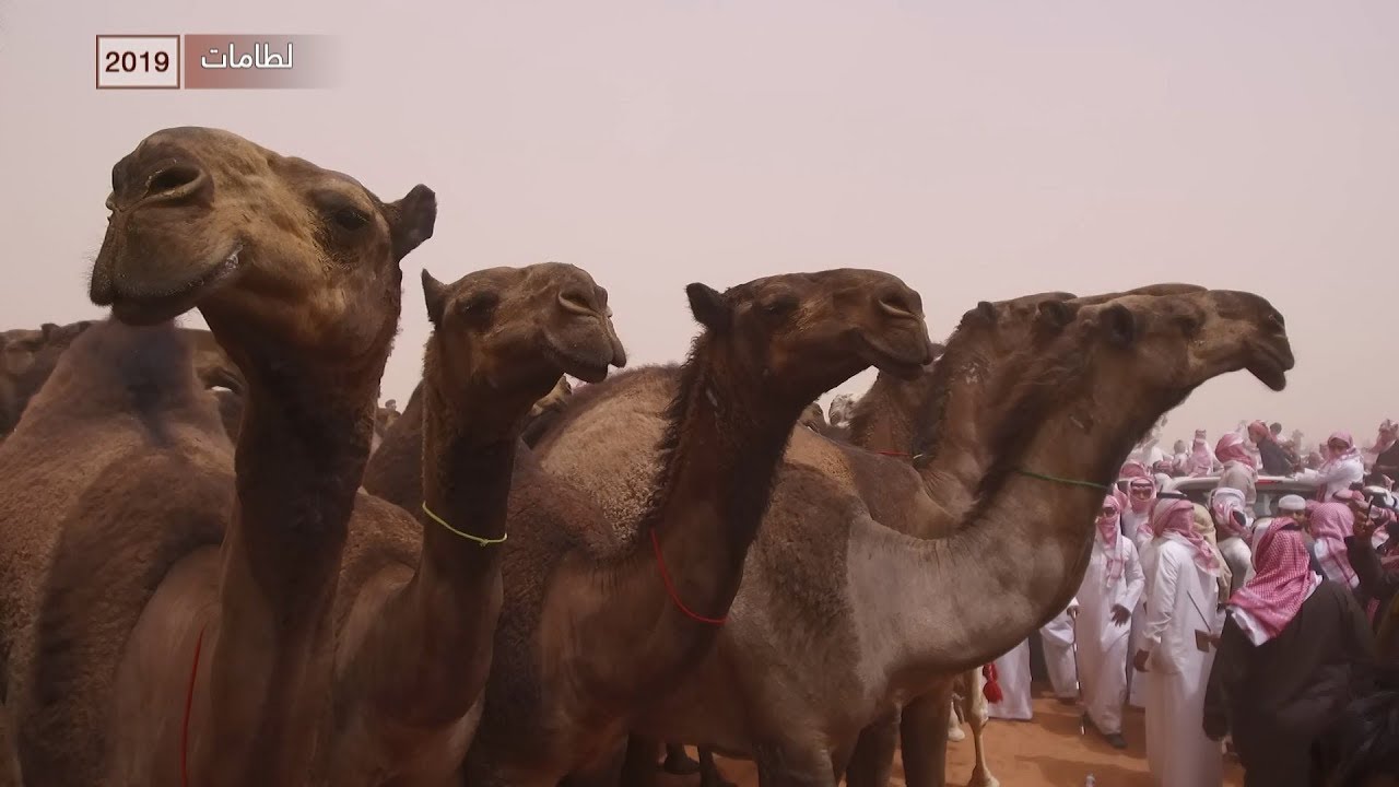 #لطامات - لمالك الإبل إهلال عايض بن دغيثر - 2019م - 1440هـ