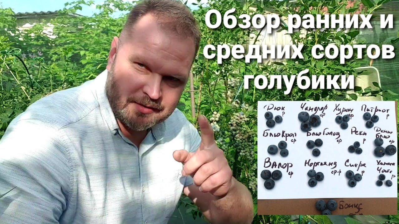 Обзор ранних и средних сортов голубики. Часть 1