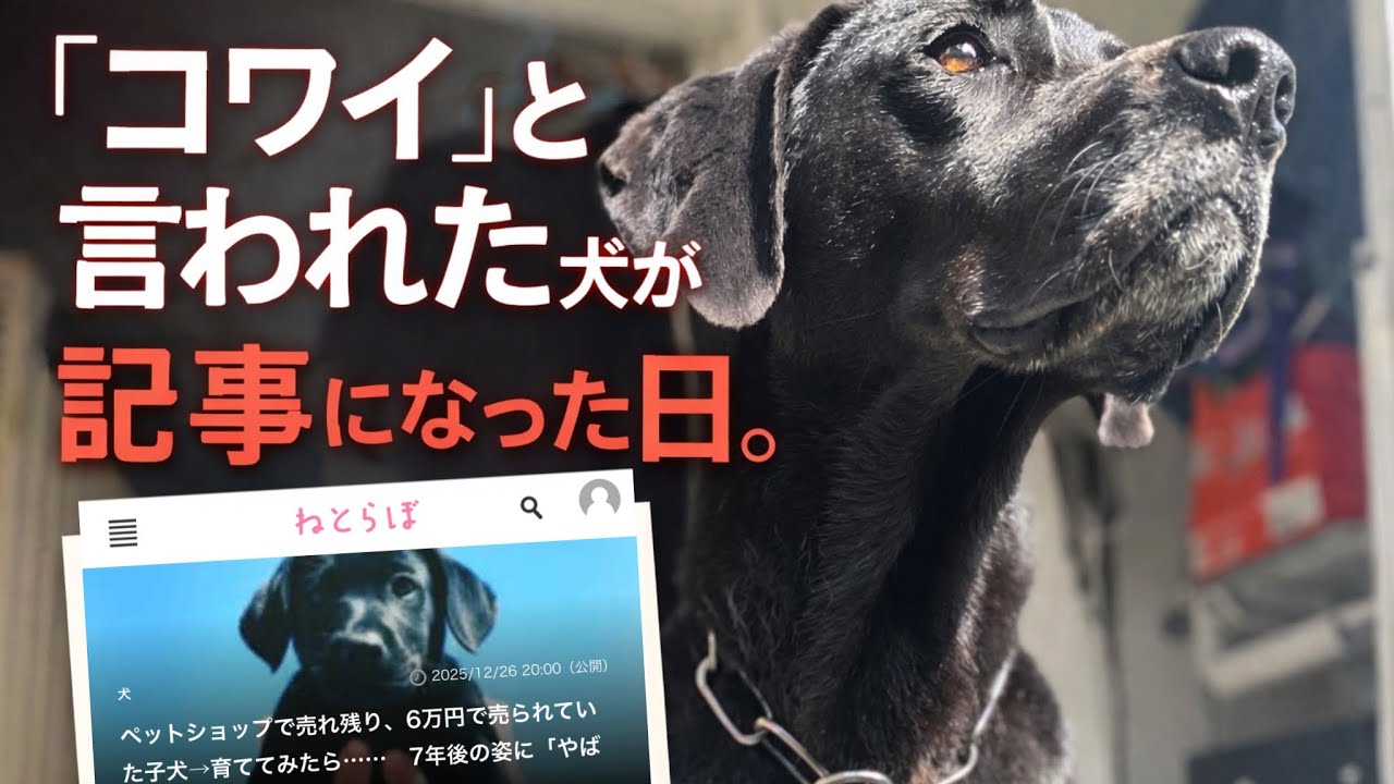 『怖い』と言われた犬が、ヤフーニュースに載った日。神様の幸せ補正が凄かった…