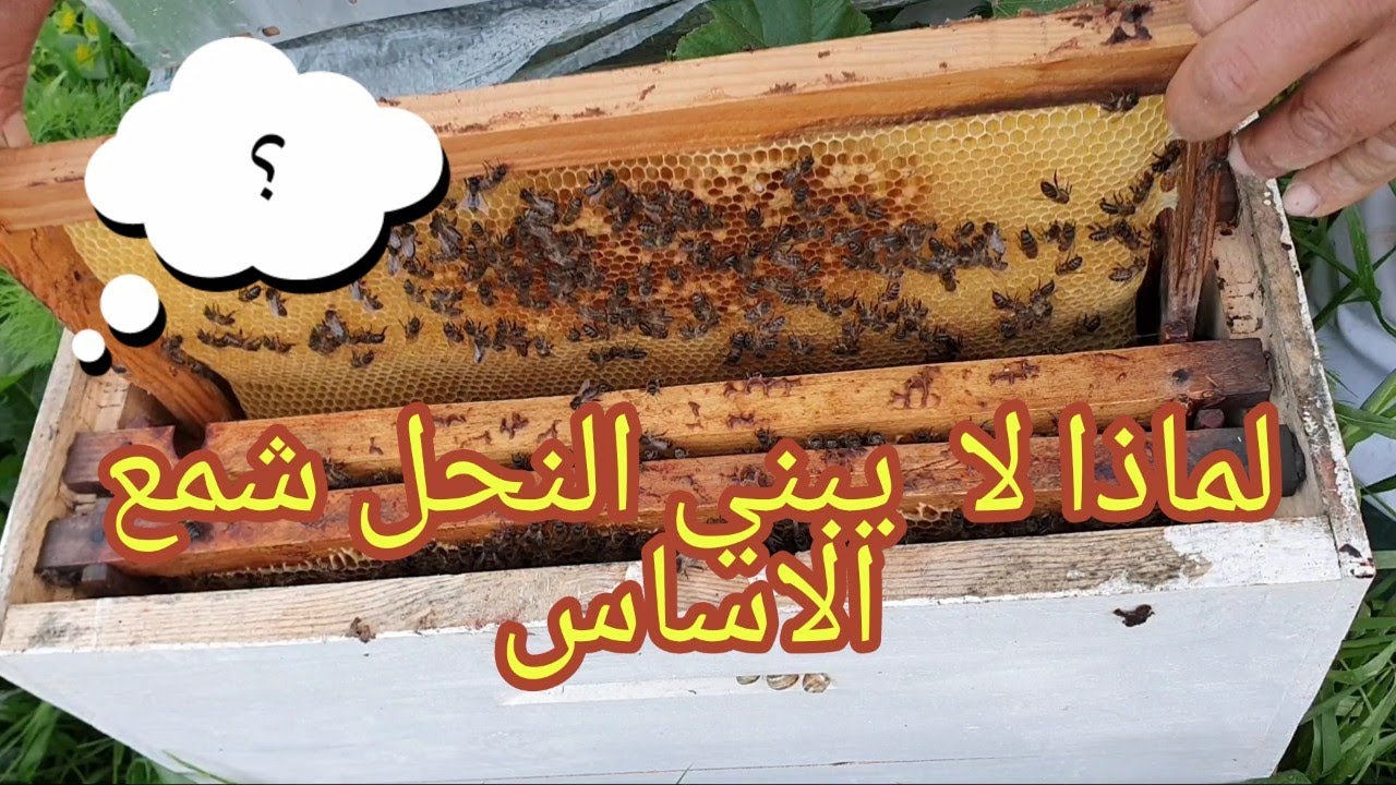 لمادا لا يبني النحل شمع الأساس