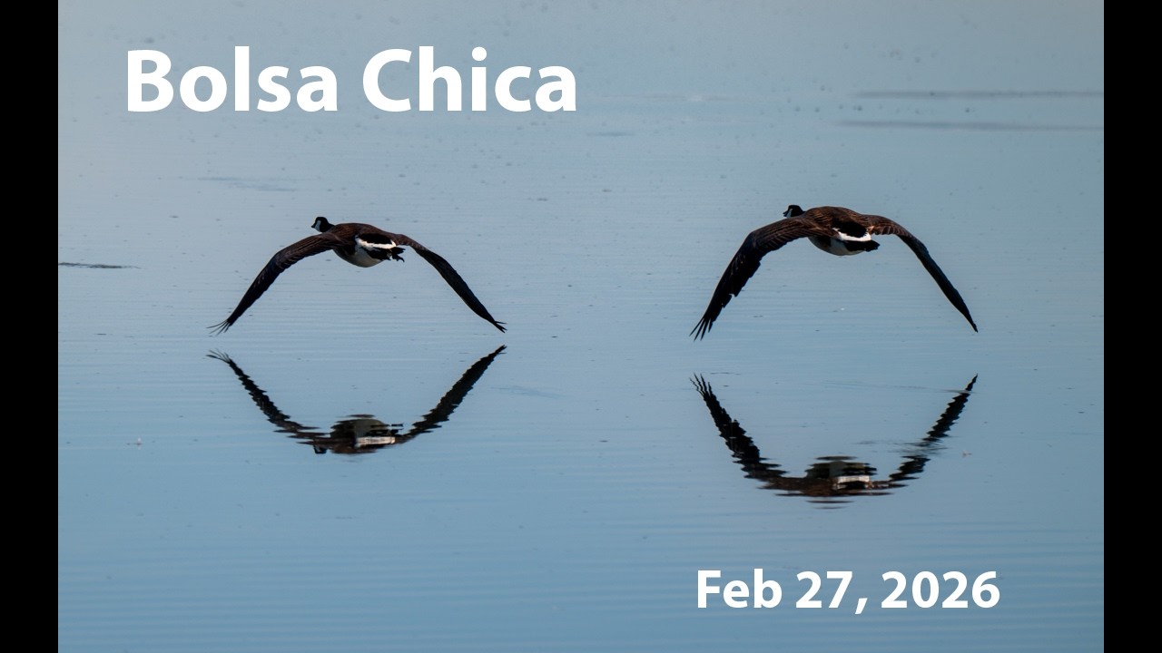 Birding Bolsa Chica, Feb 27, 2026