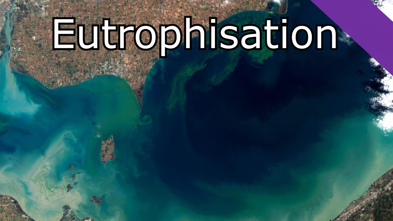 L'Eutrophisation: proliférations d'algues et catastrophes écologiques MaP#23