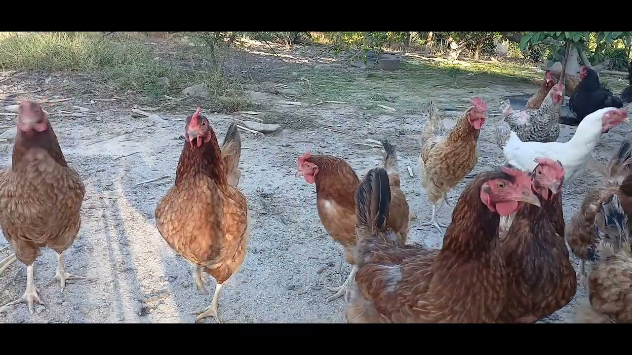 Bora pra mais um dia abençoado pra todos nós 🐔🍃🥰
