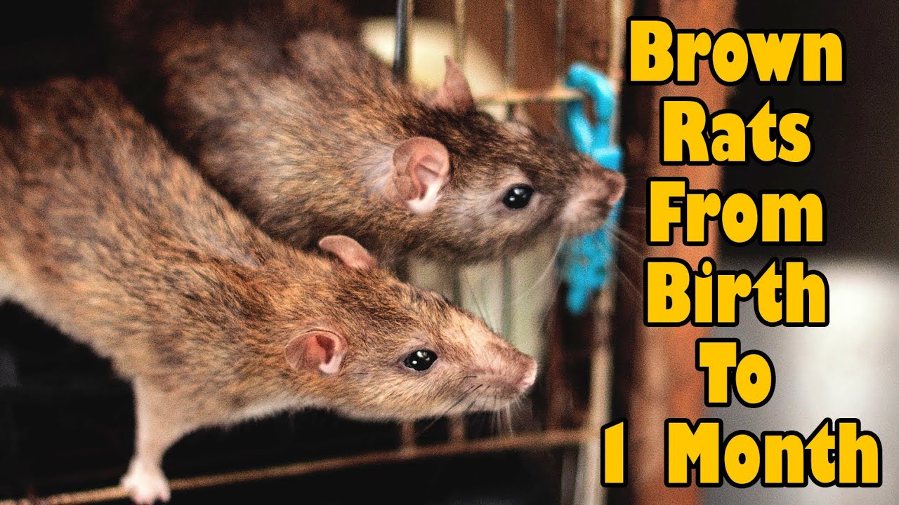 Brown Rat Giving Birth To Little Pinkies (featuring Milan, December 2015)