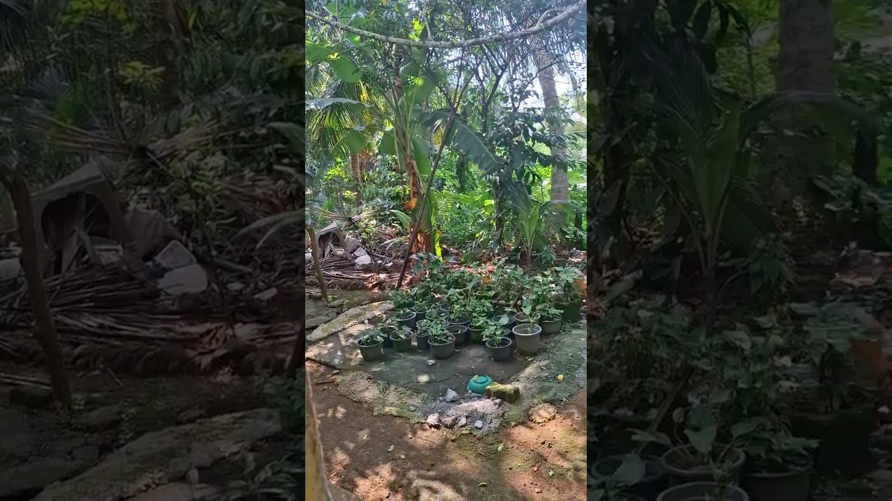 වදුරඹ ගෙයක් සමග  තේ අක්කර ක් විකිණීමට