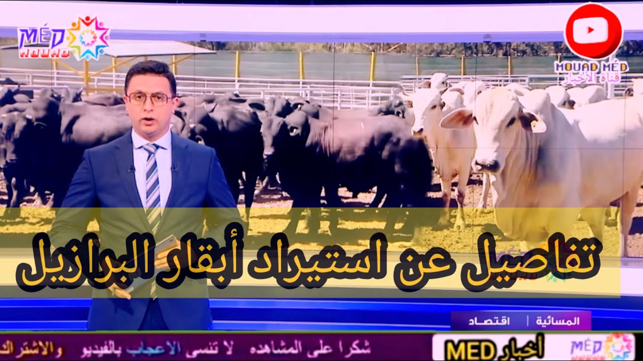 تفاصيل عن استيراد أبقار البرازيل
