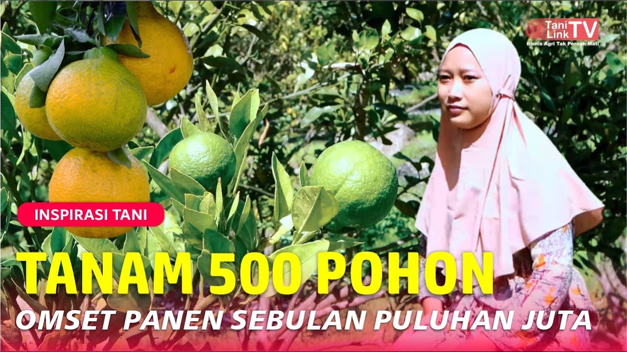 Jeruk Dekopon, Jeruk Mahal Asal Jepang yang Tumbuh Subur di Magetan