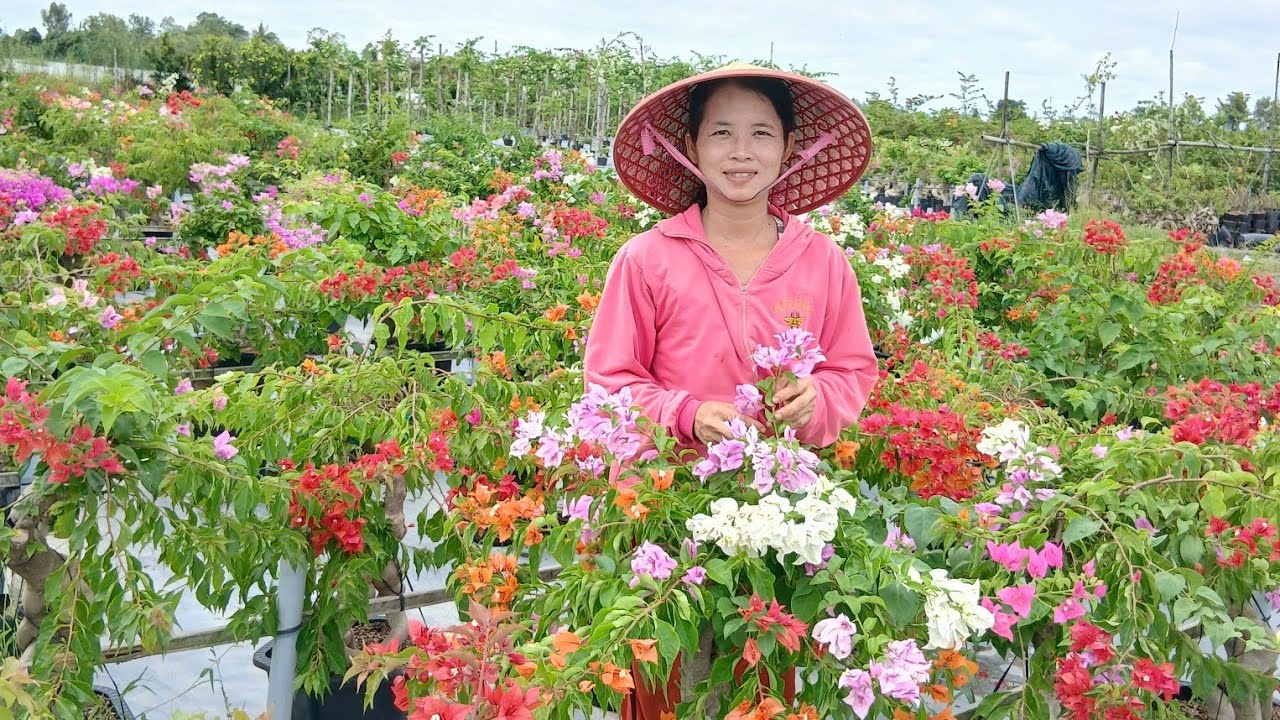 Hoa giấy thu lan Sa Đéc giao lưu Hoa giấy siêu bông giá bình dân bao ship toàn quốc lh 0775755989